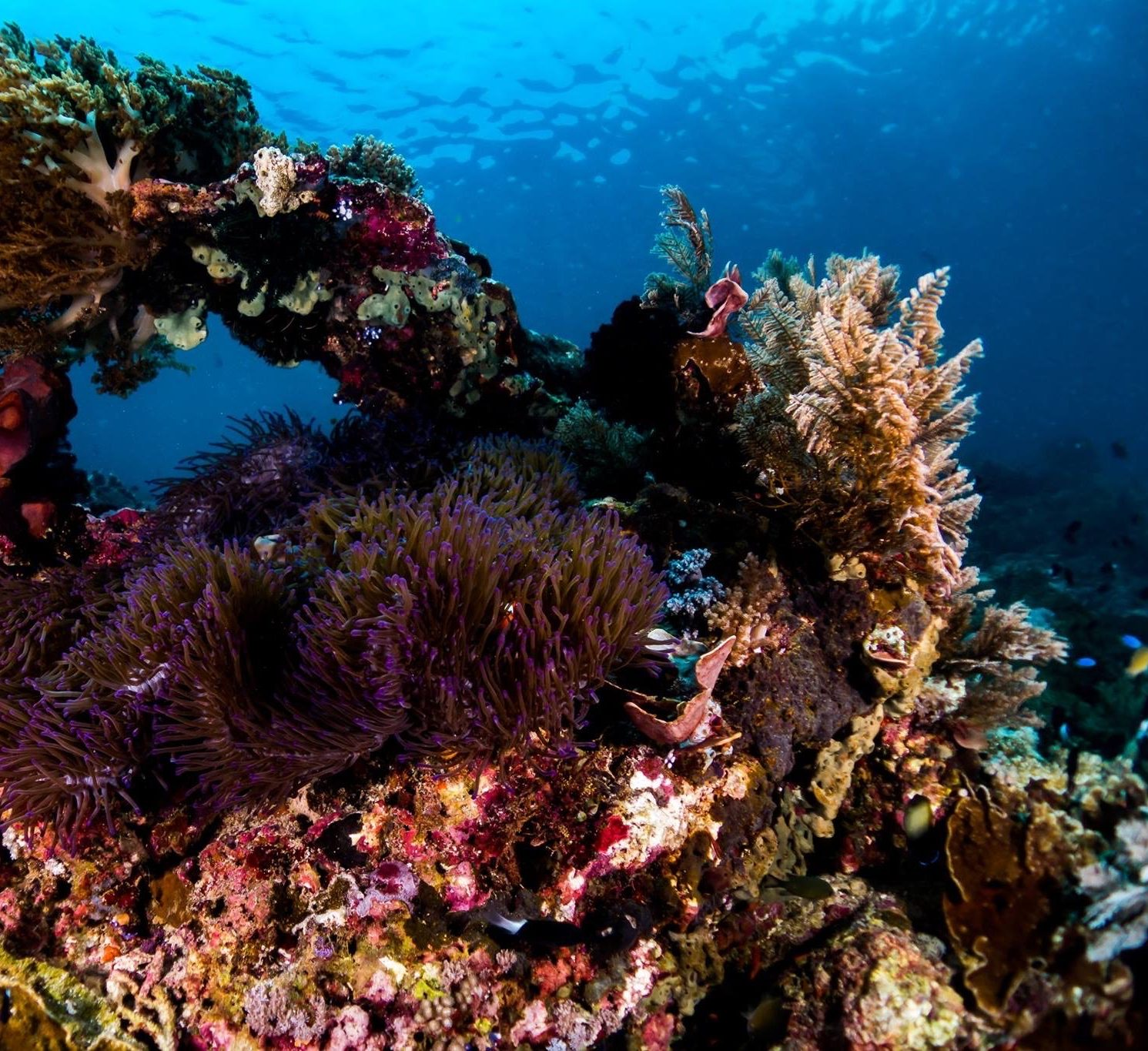 the beauty of coral in Indonesia
