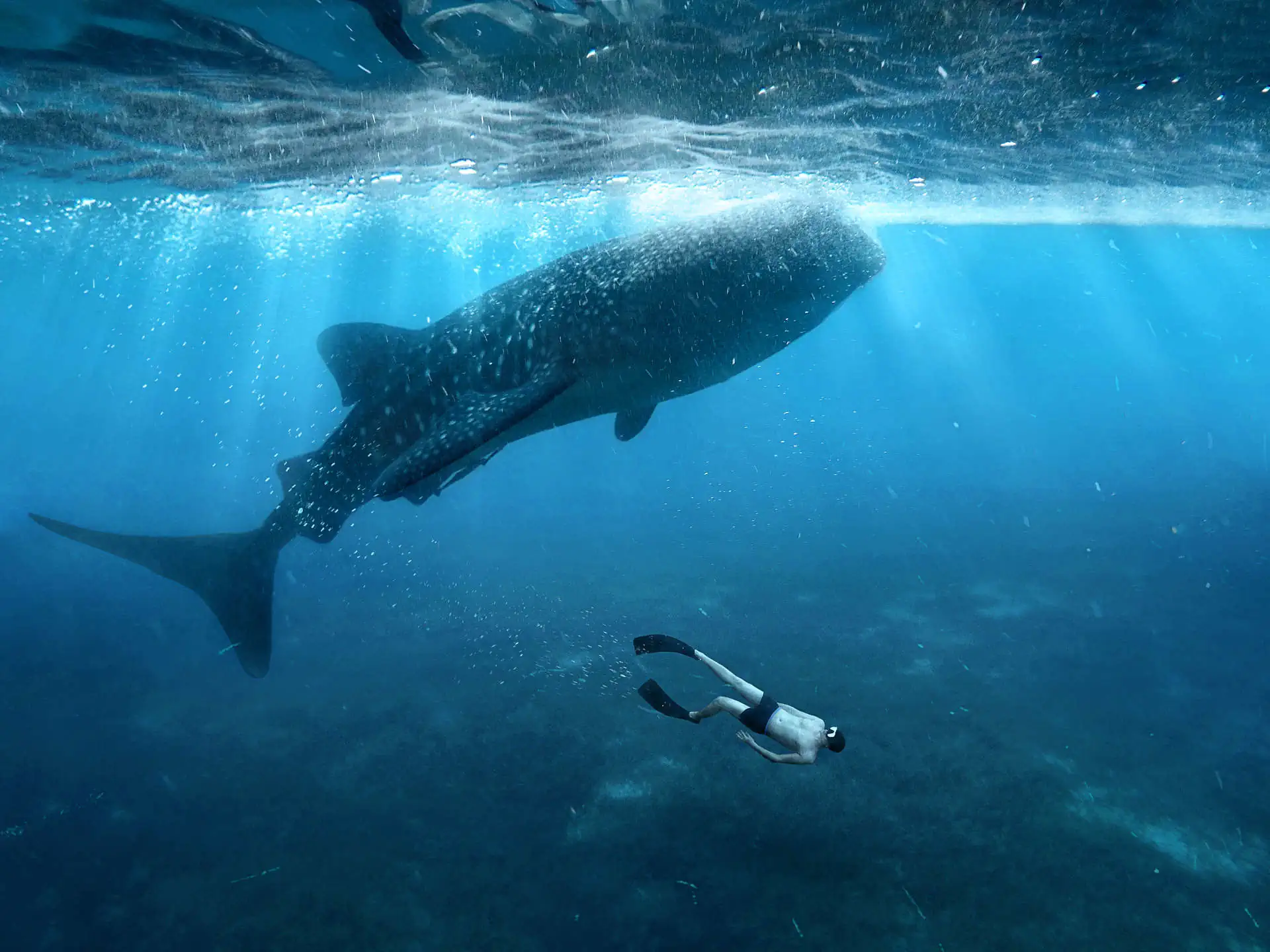 man dive with whale shark in Cenderawasih Bay, Indonesia
