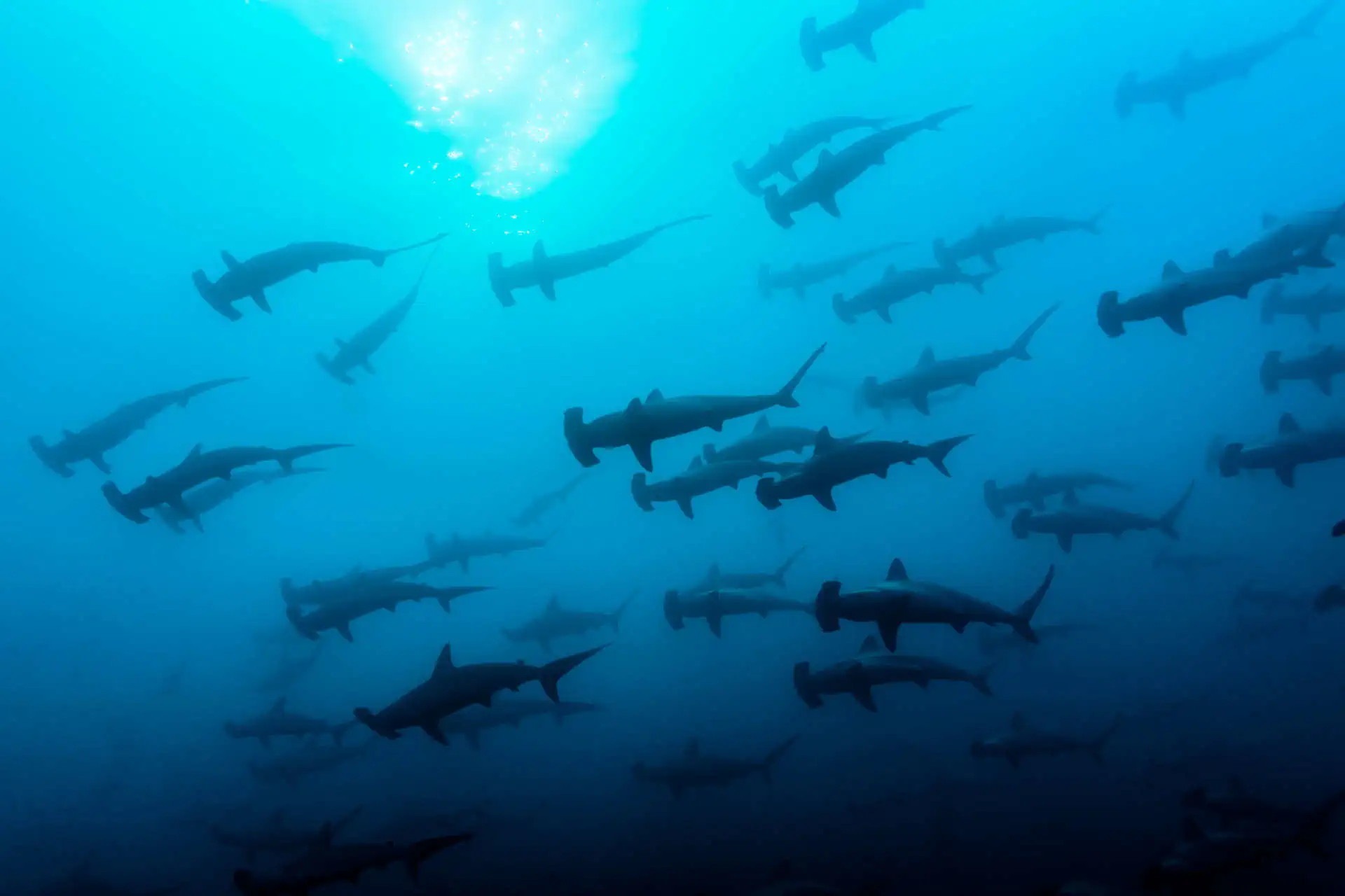 school of hammerhead shark in Banda Sea