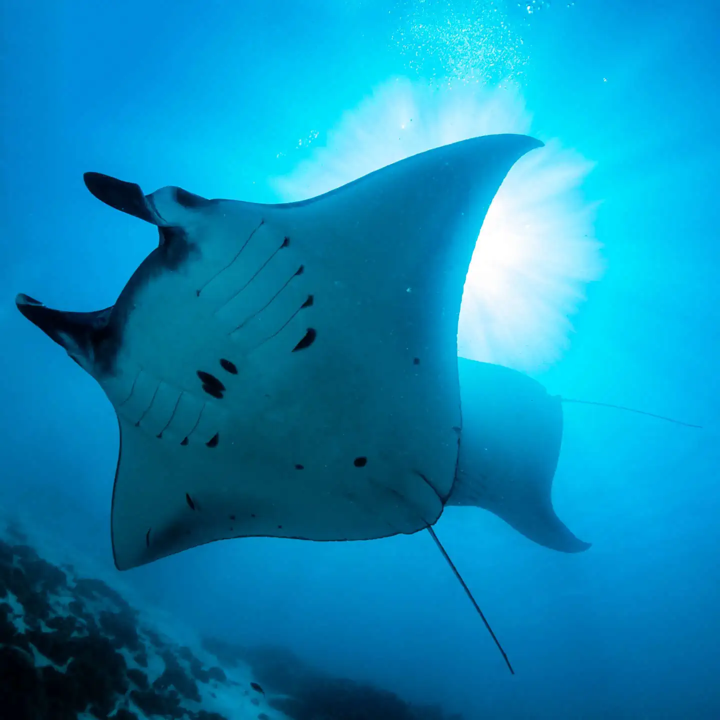Komodo's majestic Manta Rays