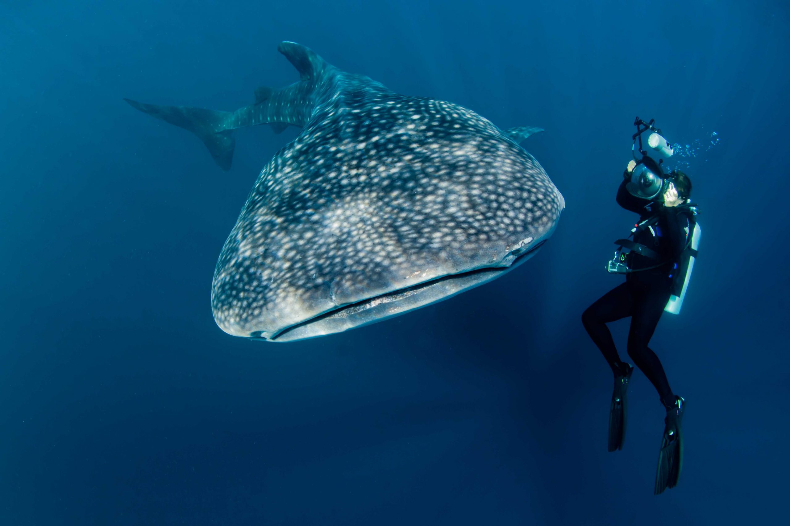 person swimming by whale shark in cendrawasih bay, Indonesia