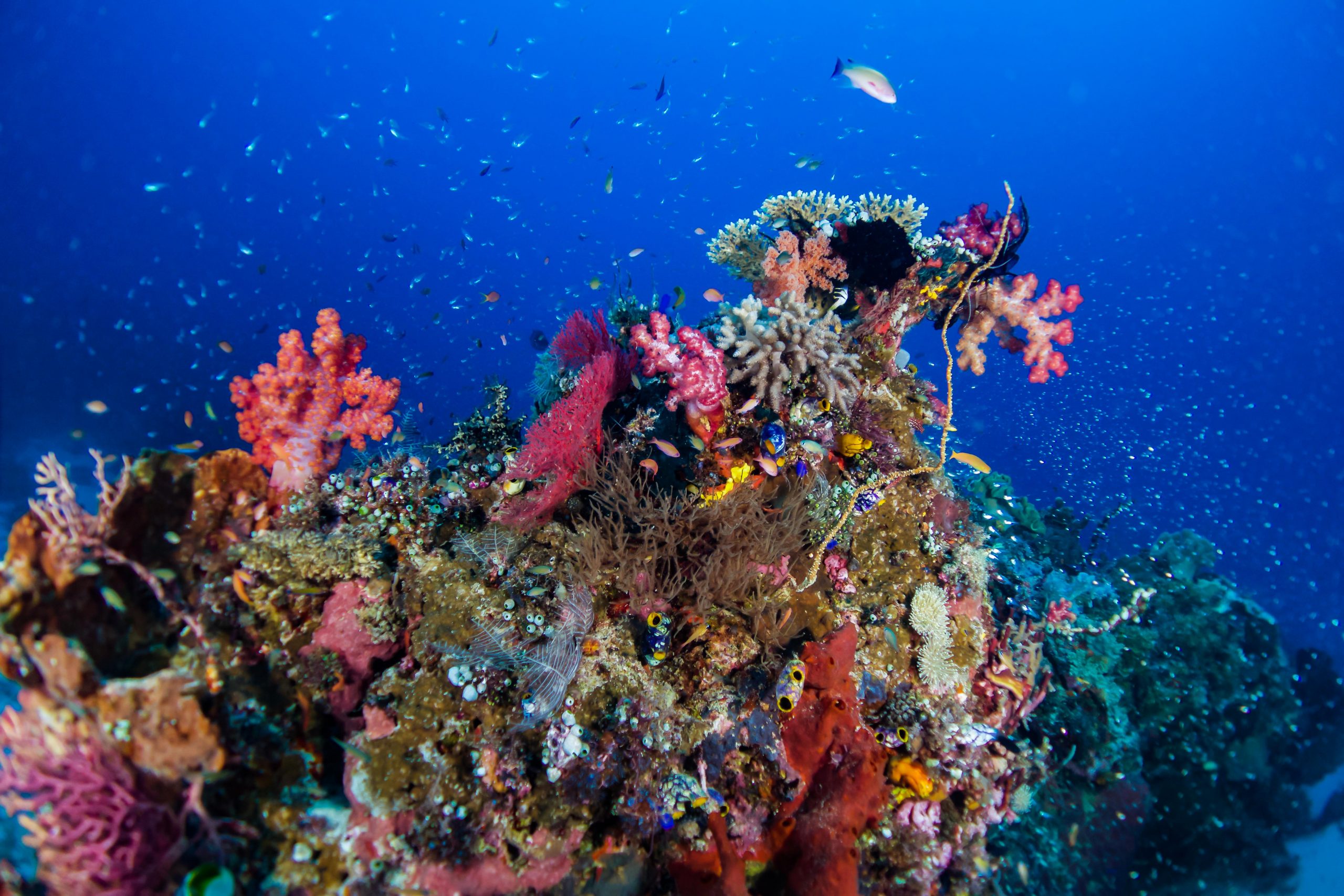beauty coral reef indonesia explore eastern part indonesia