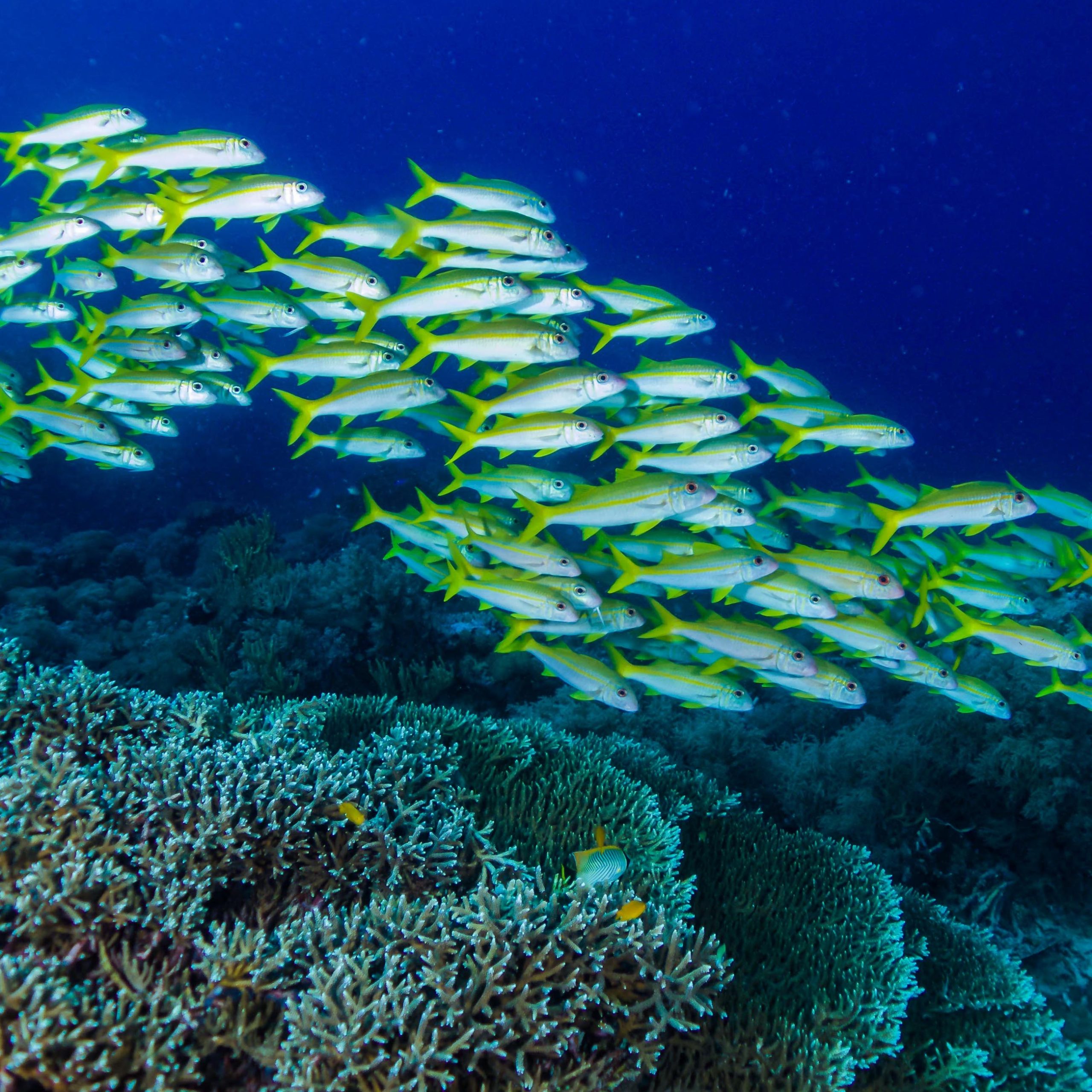 a school of Yellowfin Goatfish (Mulloidichthys vanicolensis) swimming over a coral reef