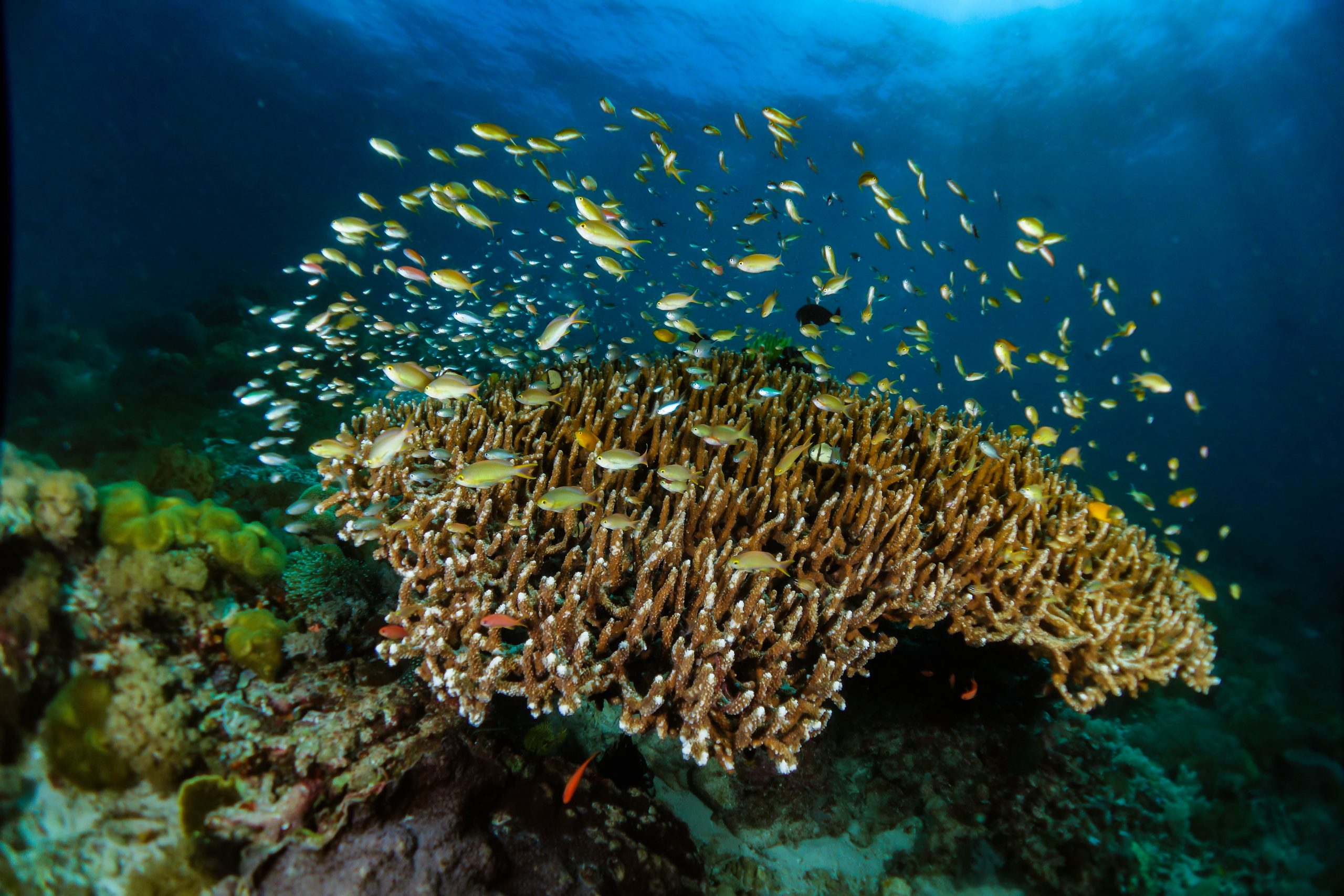 beautiful coral surrounded by numerous small fish