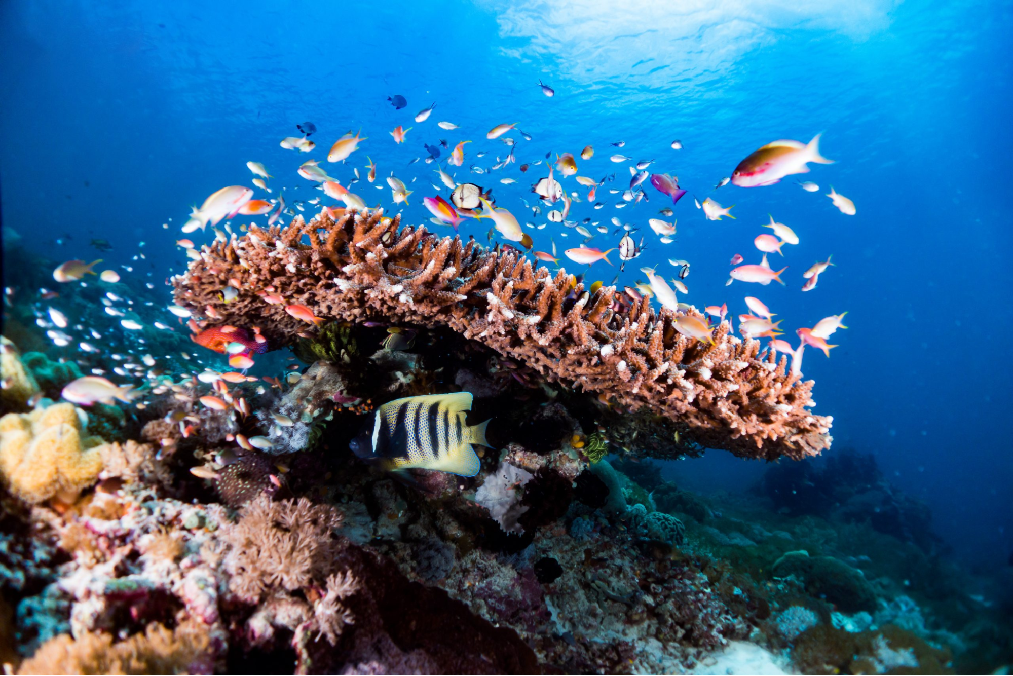 table coral full of life, spotted on one of komodo dive sites, Indonesia