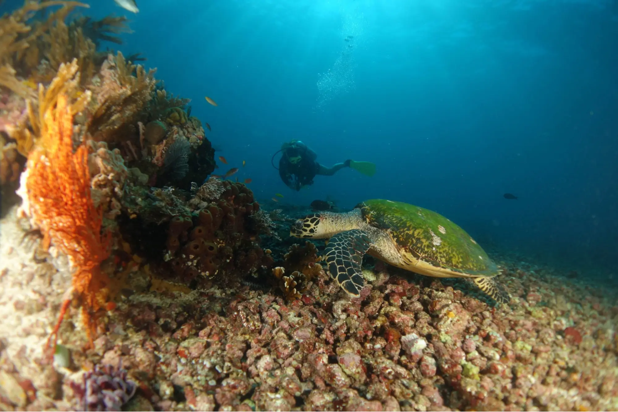 explore Alor dive sites