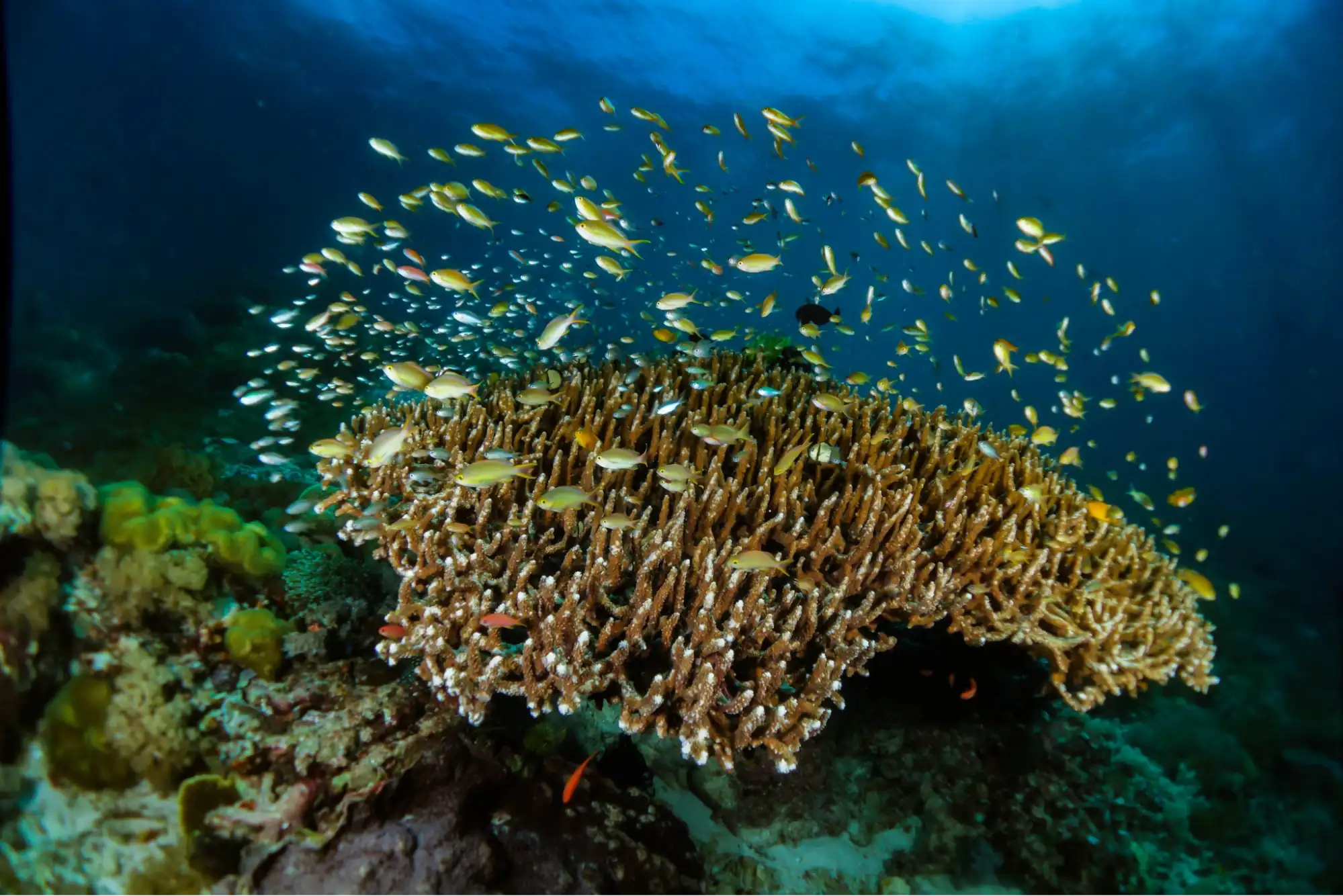 explore banda sea indonesia with private charter