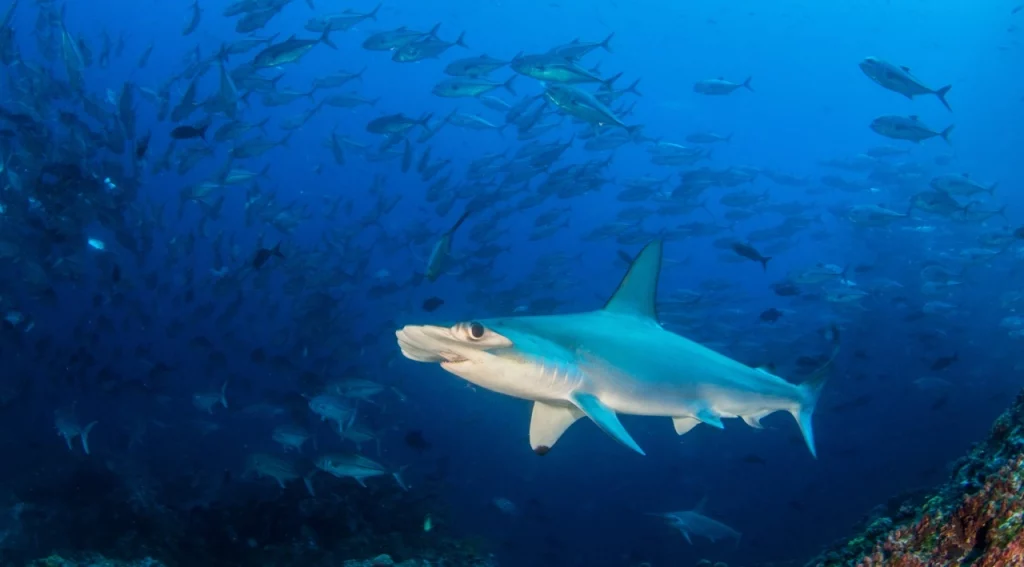 a hammerhead shark and school of fish