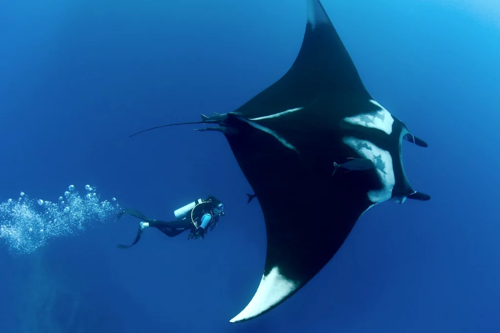 manta ray with a diver