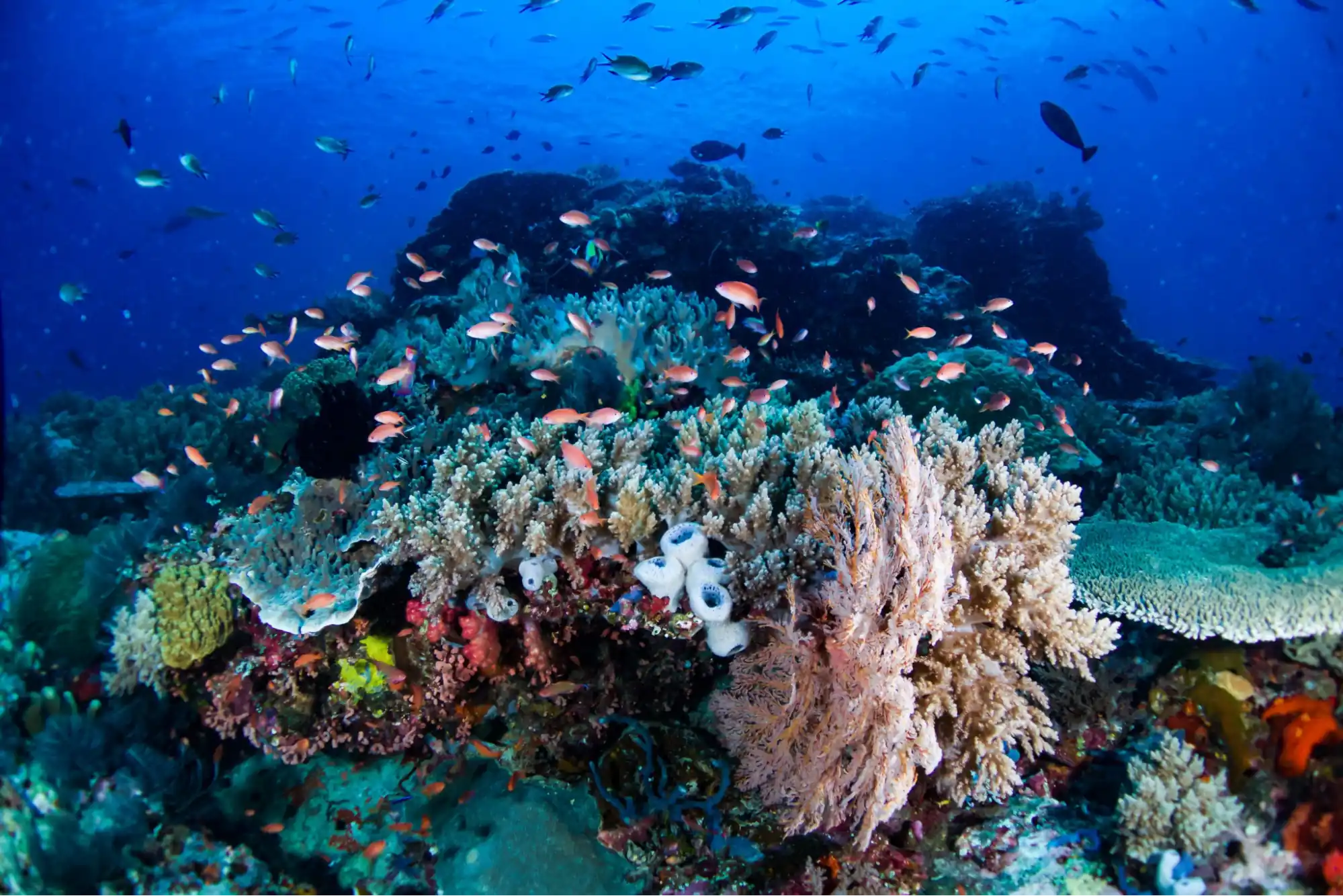 Beautiful coral reef and marine life at a dive site influenced by the Indonesia Throughflow (ITF)