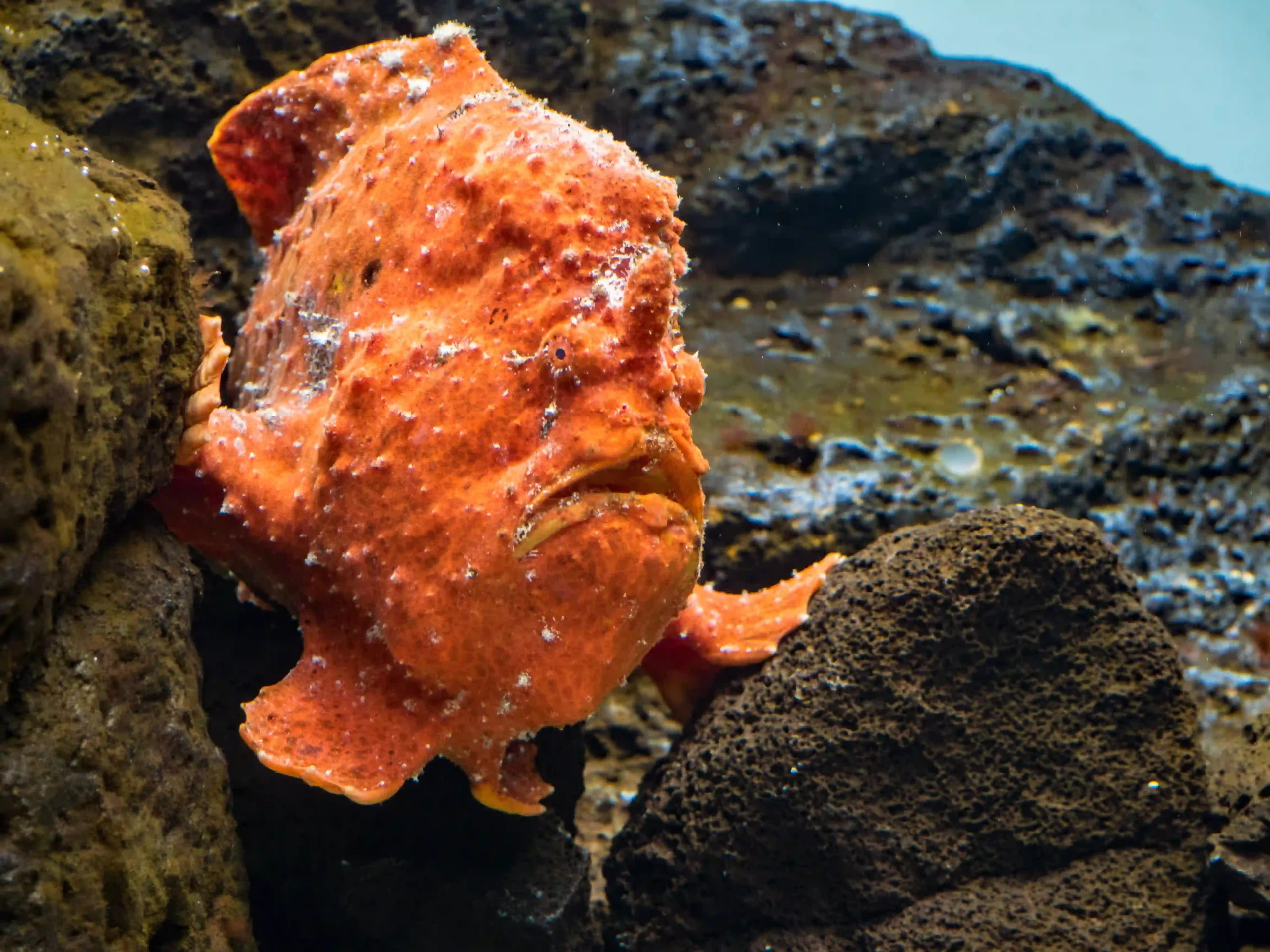 Bright frogfish blending into rocky surroundings, demonstrating its exceptional camouflage in a typical Indonesian dive site