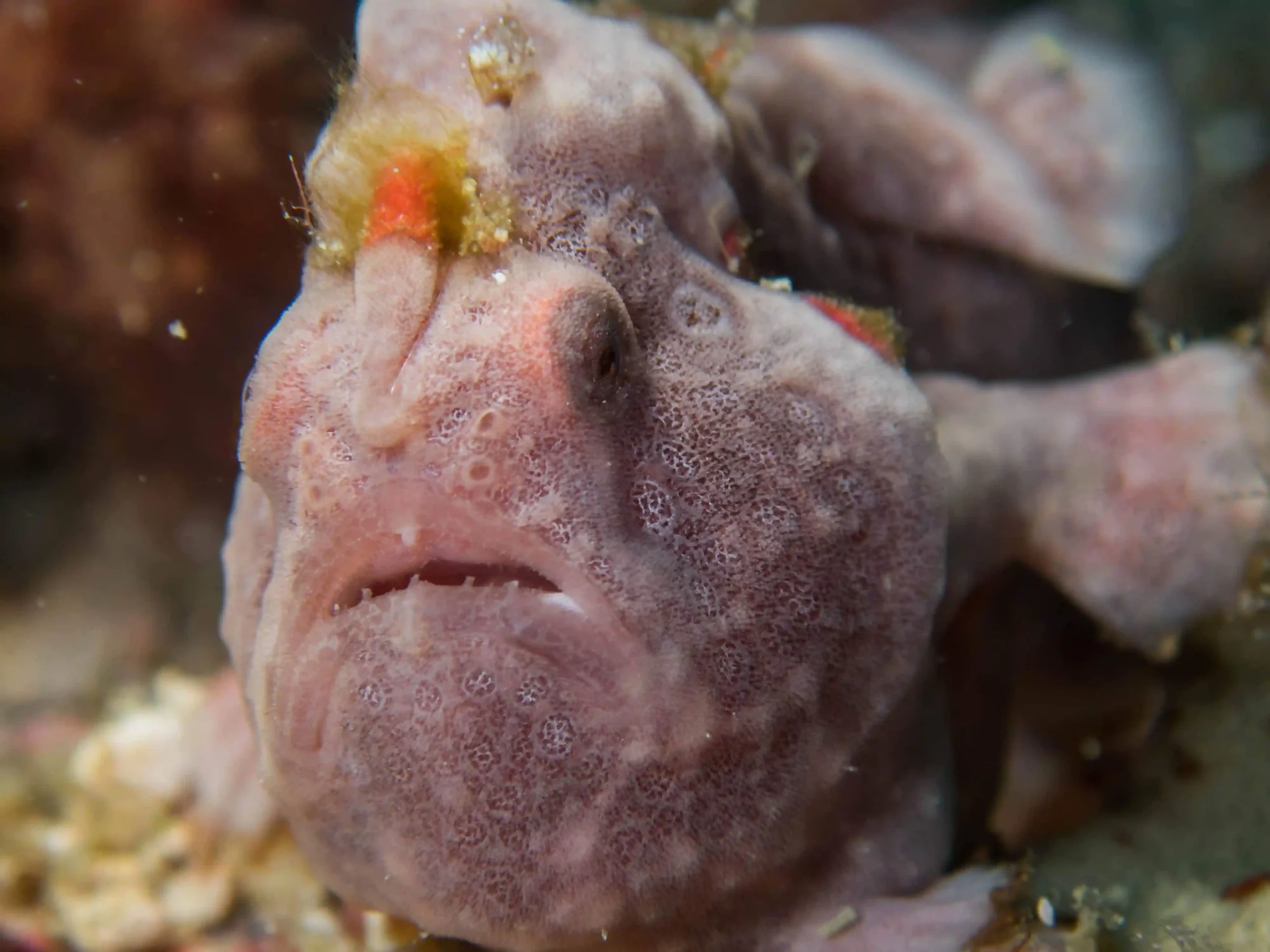 Close-up of a camouflaged frogfish underwater