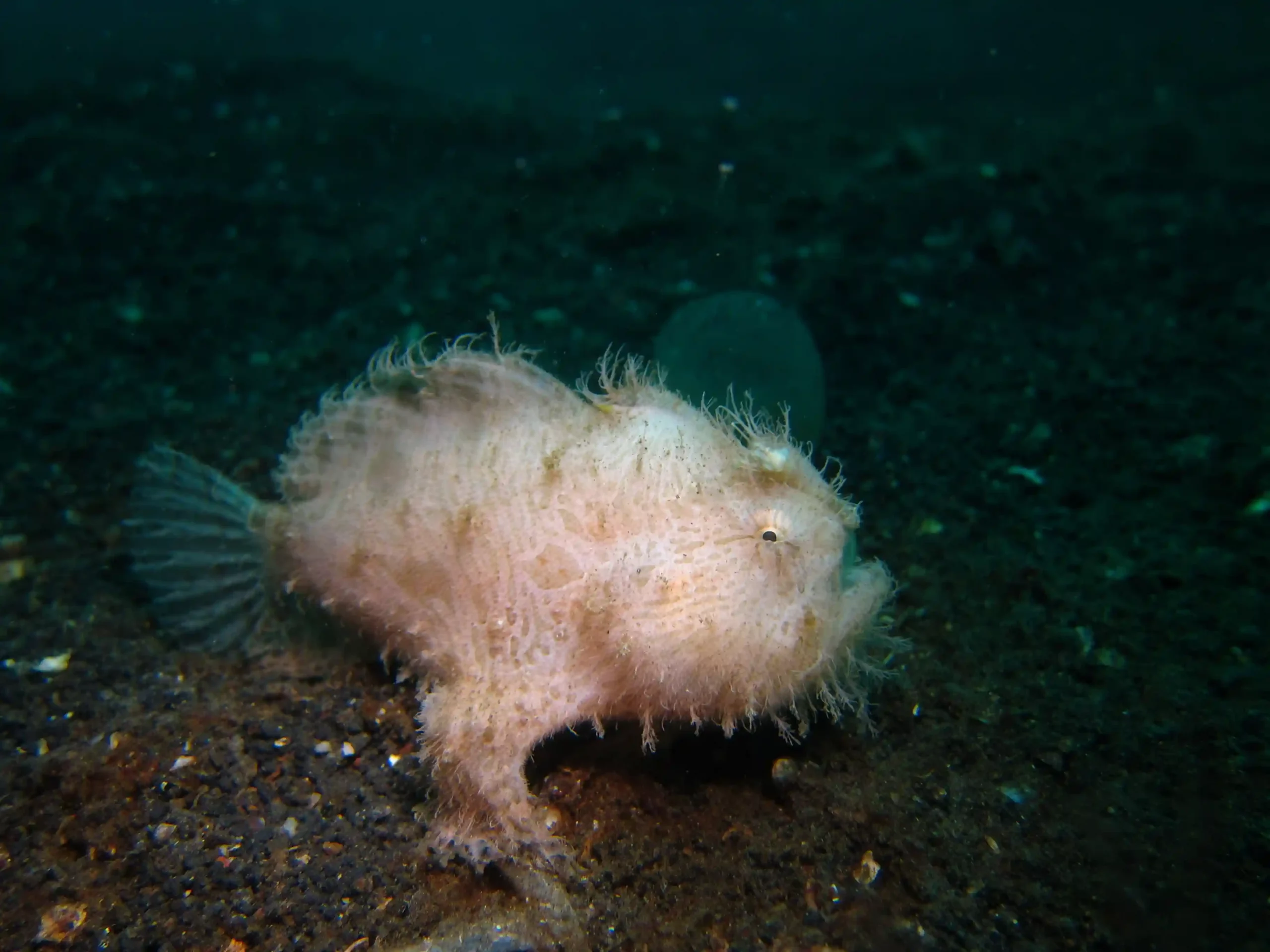 Colorful frogfish resting among rocks and coral