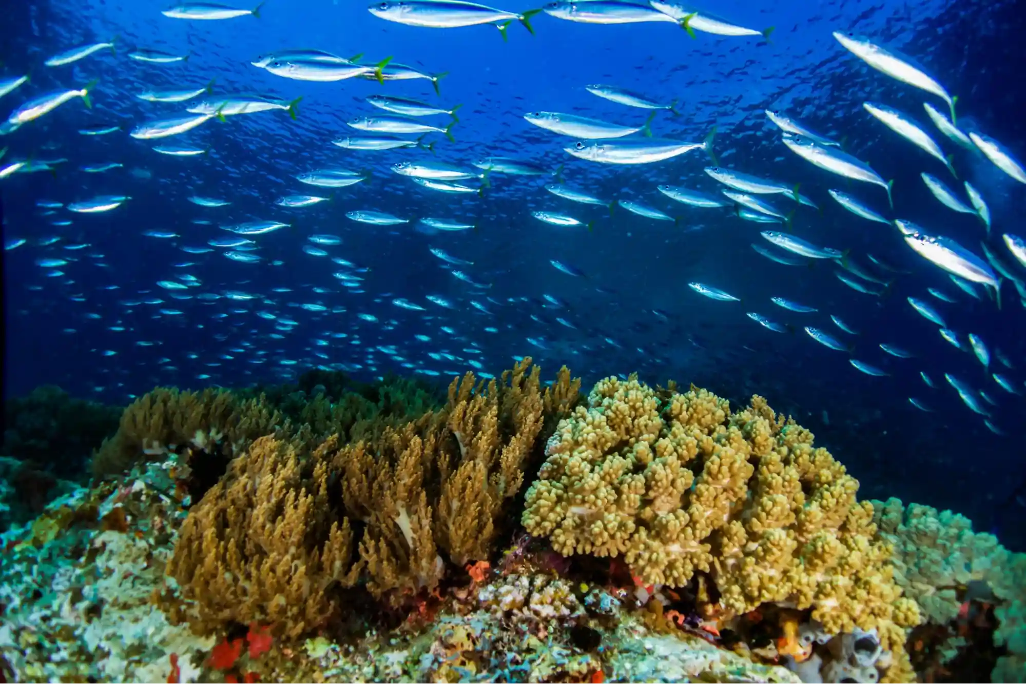 Underwater marine life in Indonesia with coral reefs and schooling fish, influenced by the Indonesia Throughflow current