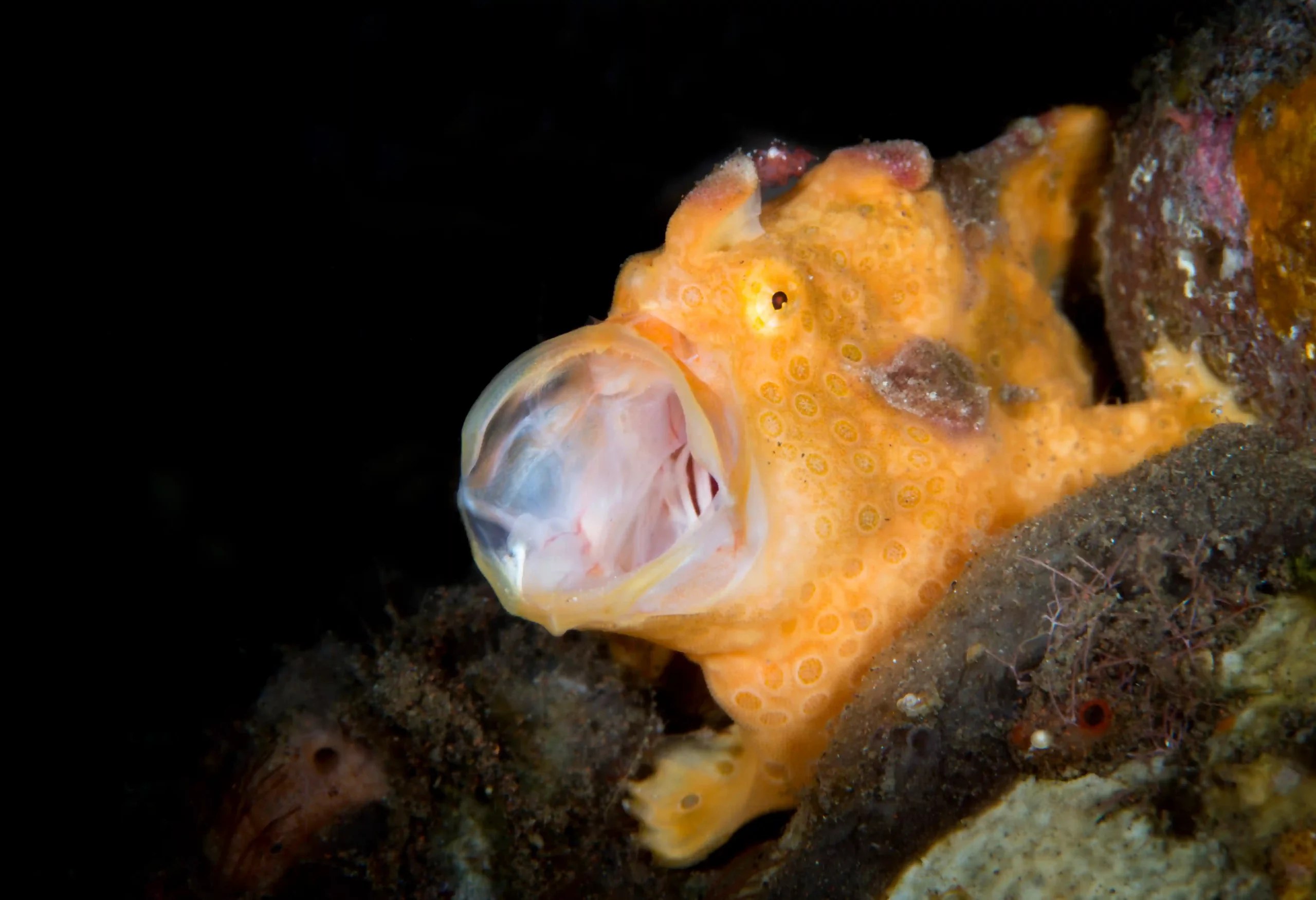 Yellow frogfish opening its mouth wide while resting on the seabed, showcasing its unique camouflage and ambush feeding behavior in Indonesian waters