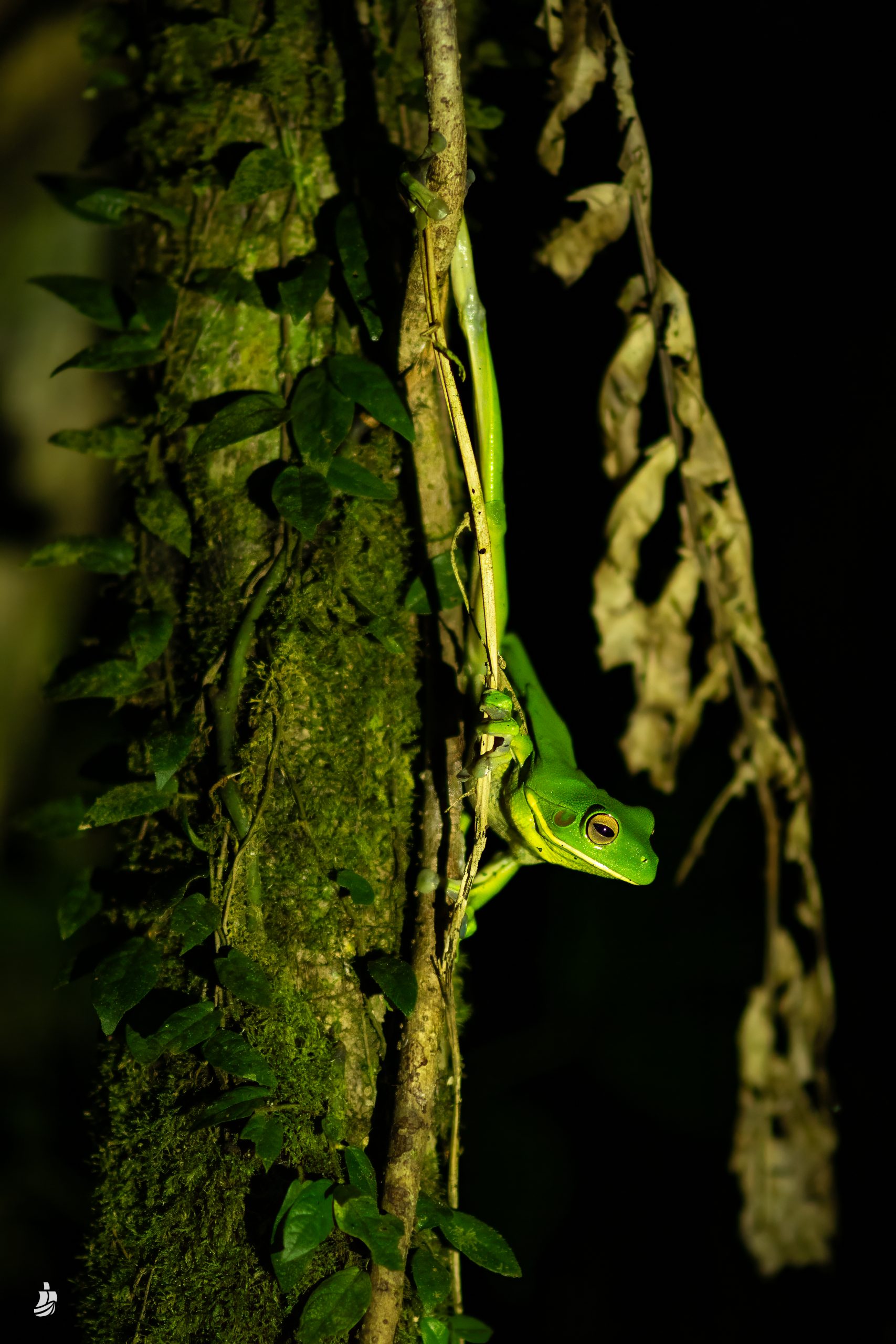 Herping experiences with Uncharted Cruises
